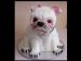 White Dog Cake